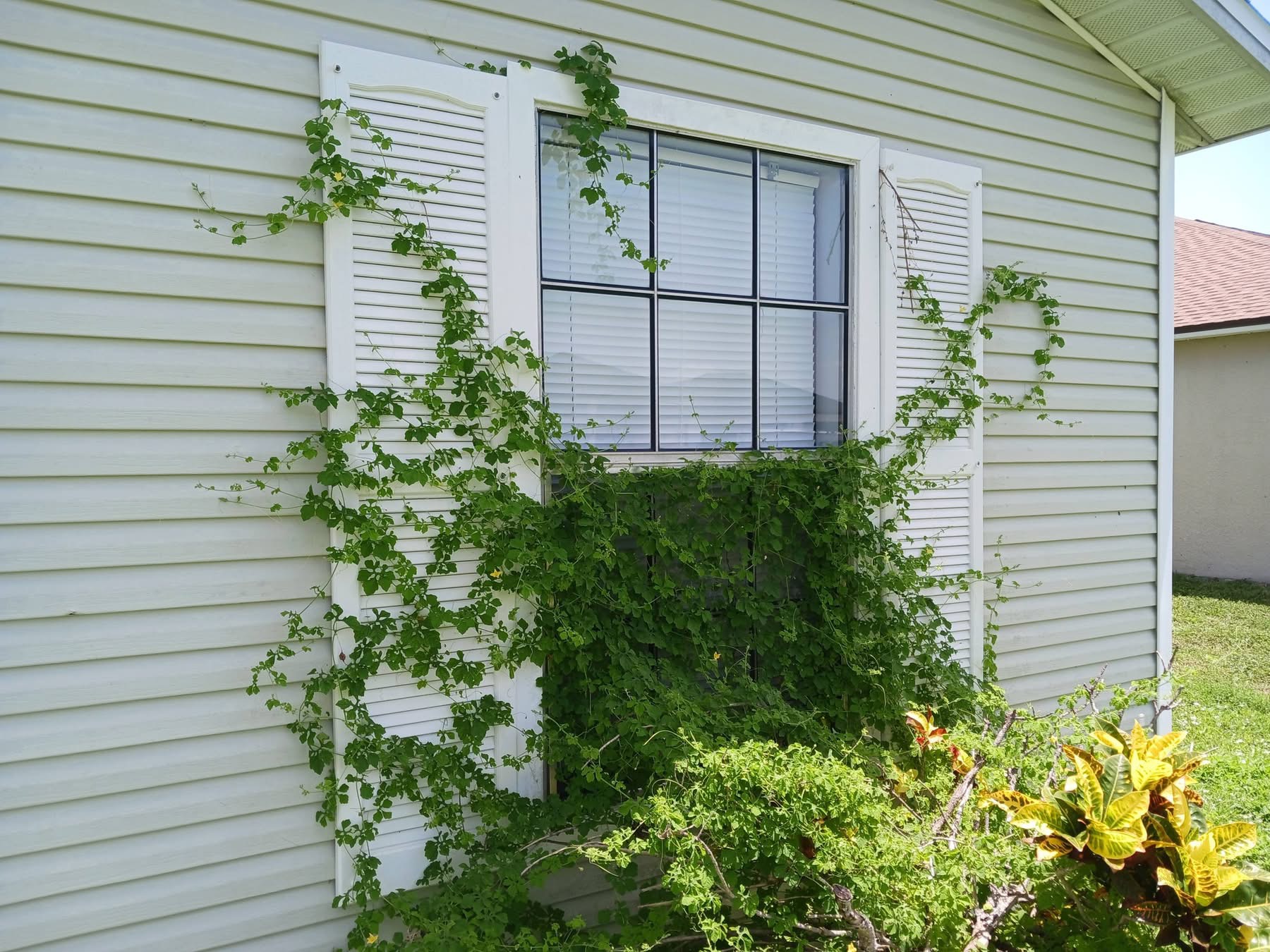 Recent Rowland's Removal property work